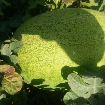 新红宝西瓜10斤打底9成熟1茬