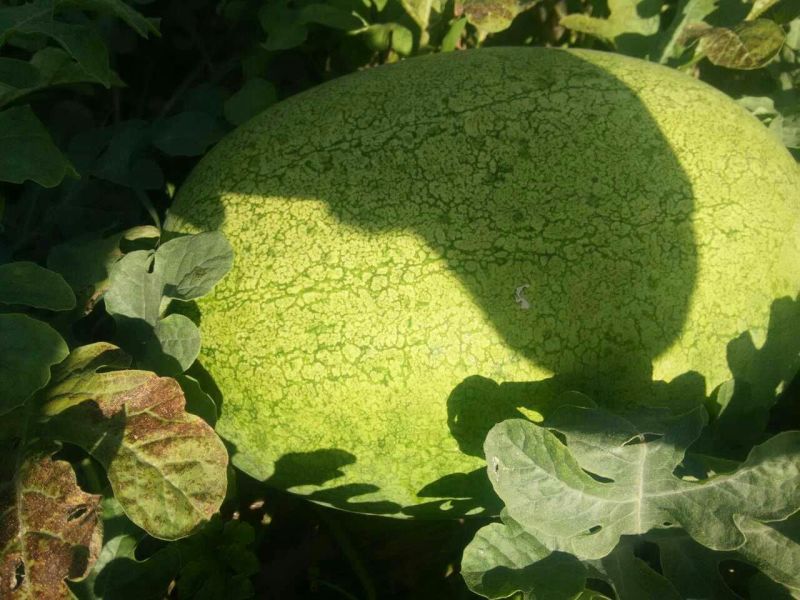 新红宝西瓜10斤打底9成熟1茬