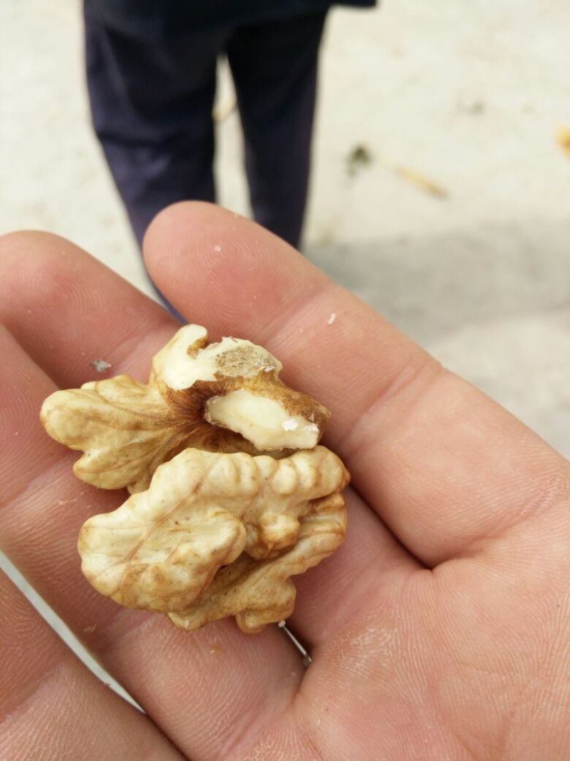 薄皮核桃40mm以上去皮