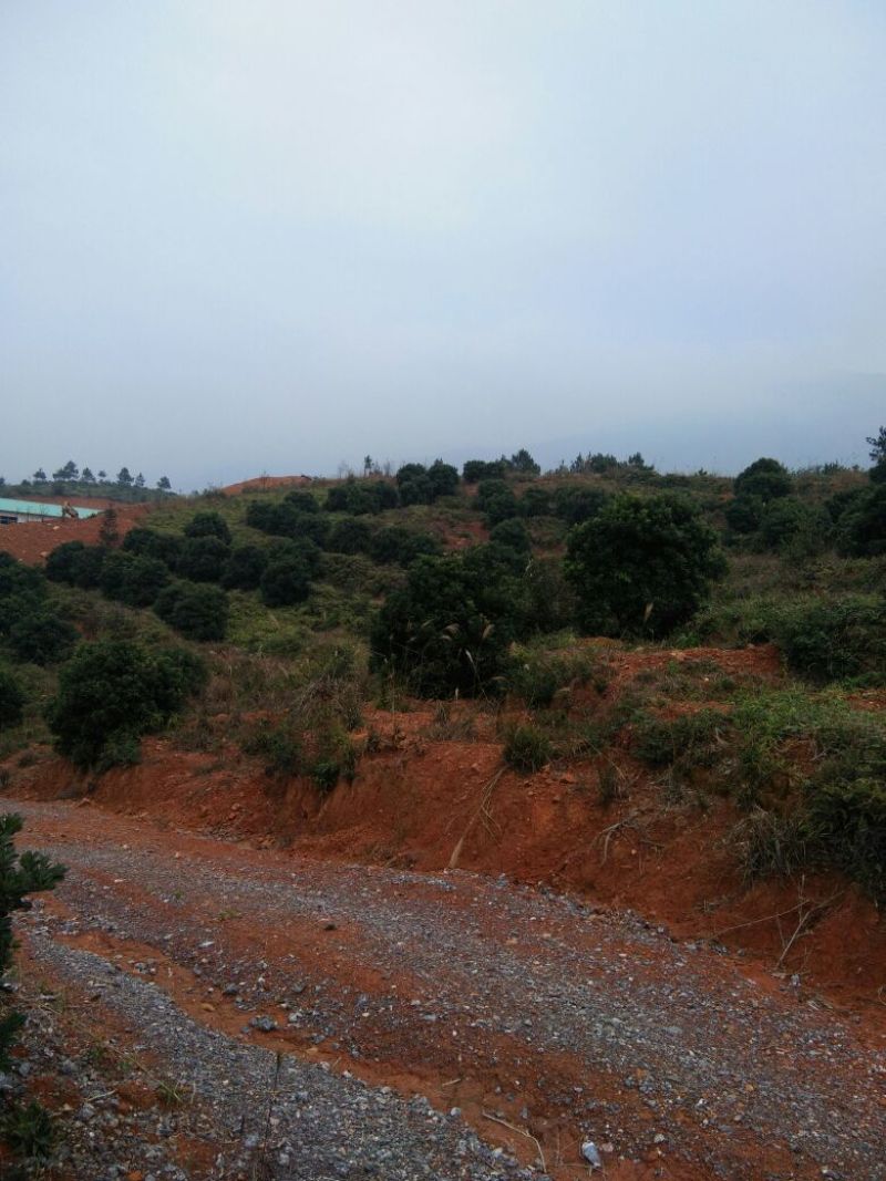杨梅树261~300cm