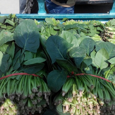 金乡大叶菠菜专业代收