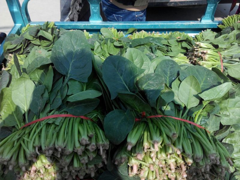 金乡大叶菠菜专业代收