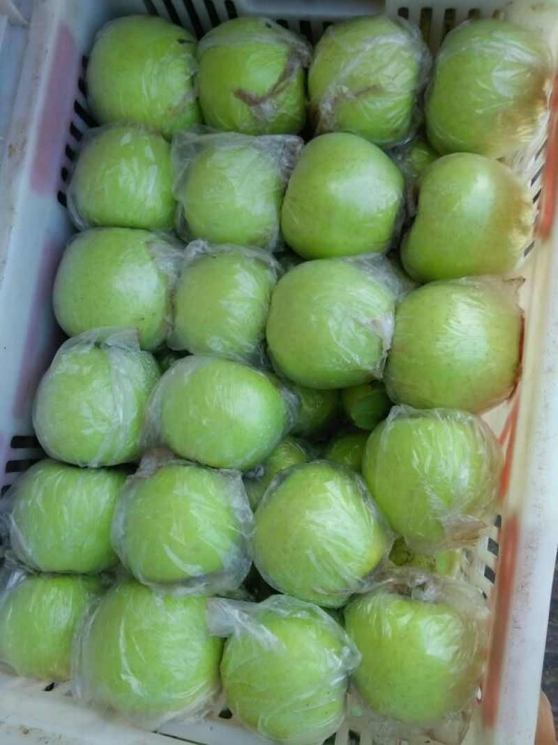 山东苹果鲁丽苹果（藤木华硕鲁丽美八晨阳珊夏）品种齐全