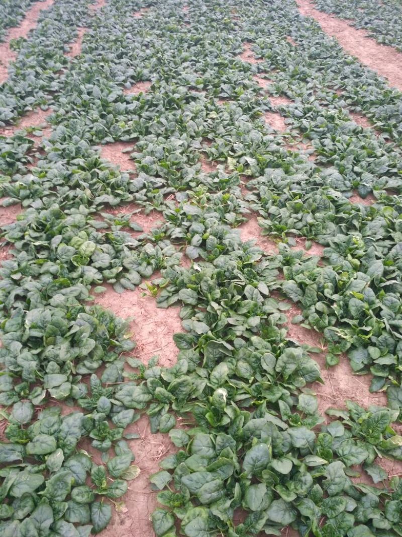 黑叶菠菜10~15厘米