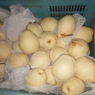 水晶梨300~350g纸箱