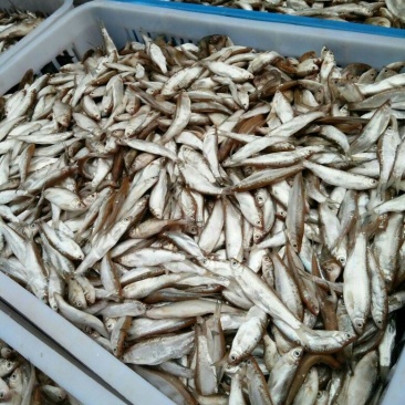 河鲤鱼食用0.5~1公斤
