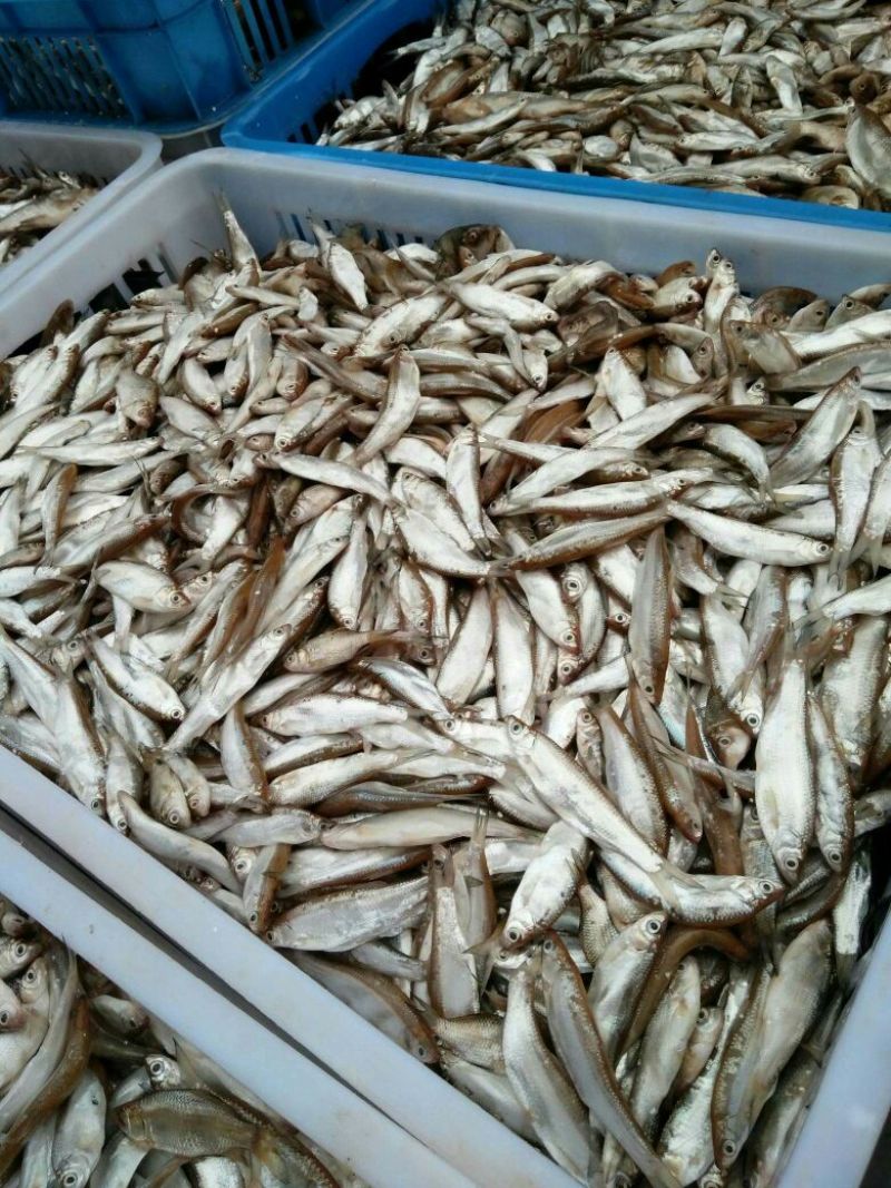 河鲤鱼食用0.5~1公斤