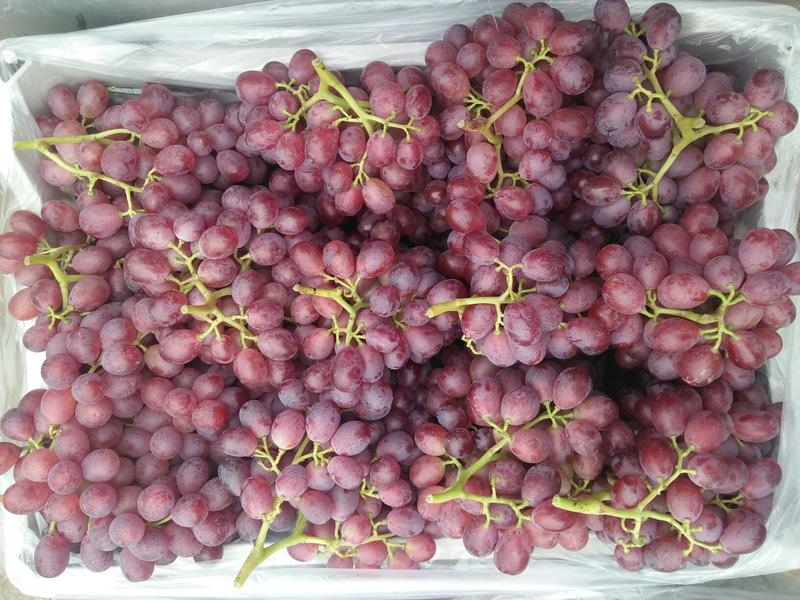 秋红葡萄1~2斤5%以下
