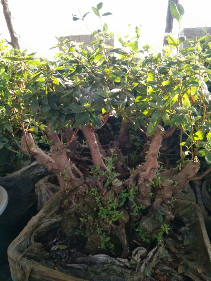 杜鹃树桩30~35cm