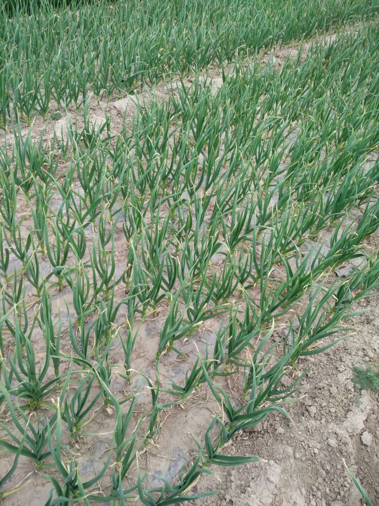 鲜蒜河南开封杞县_批发_供应-一亩田农业网_专