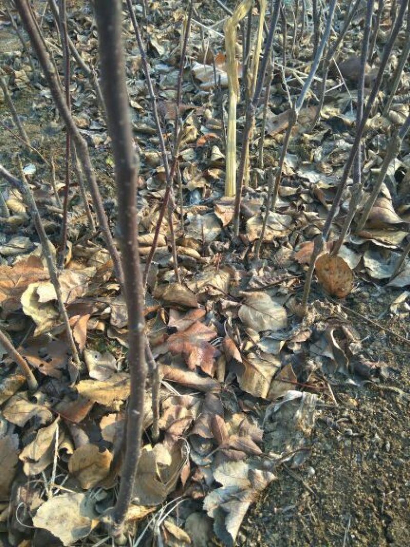 红富士苹果树苗乔华红富士苹果苗苹果苗苹果苗育苗基地