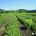 野生蓝莓鲜果10~12mm以上