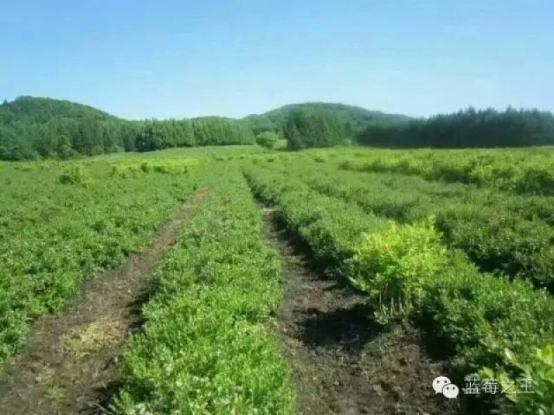 野生蓝莓鲜果10~12mm以上