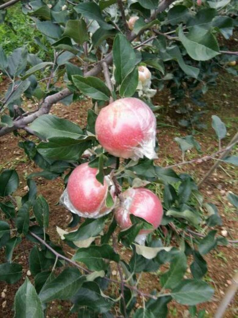 膜袋红星苹果纸袋红星苹果产地大量批发价格