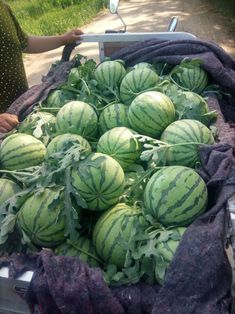 精品8424西瓜6斤打底8成熟头茬，包熟包甜，一条龙服务
