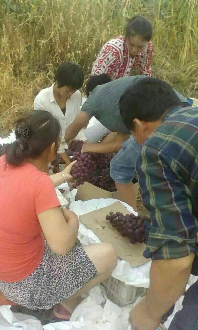 葡萄，陕西夏黑葡基地，陕西葡萄基地，户太八号葡萄
