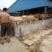育肥牛犊100~200kg