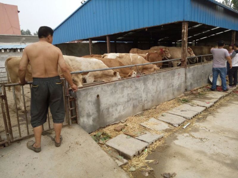育肥牛犊100~200kg