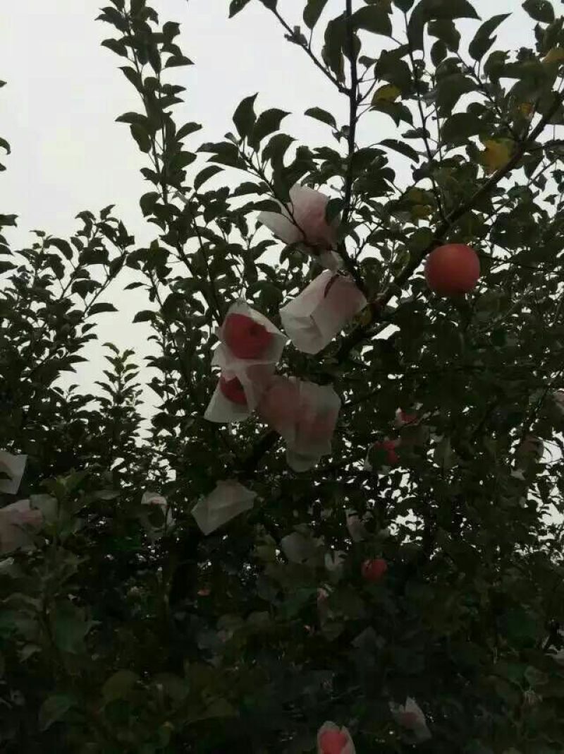 水晶富士苹果红将军苹果