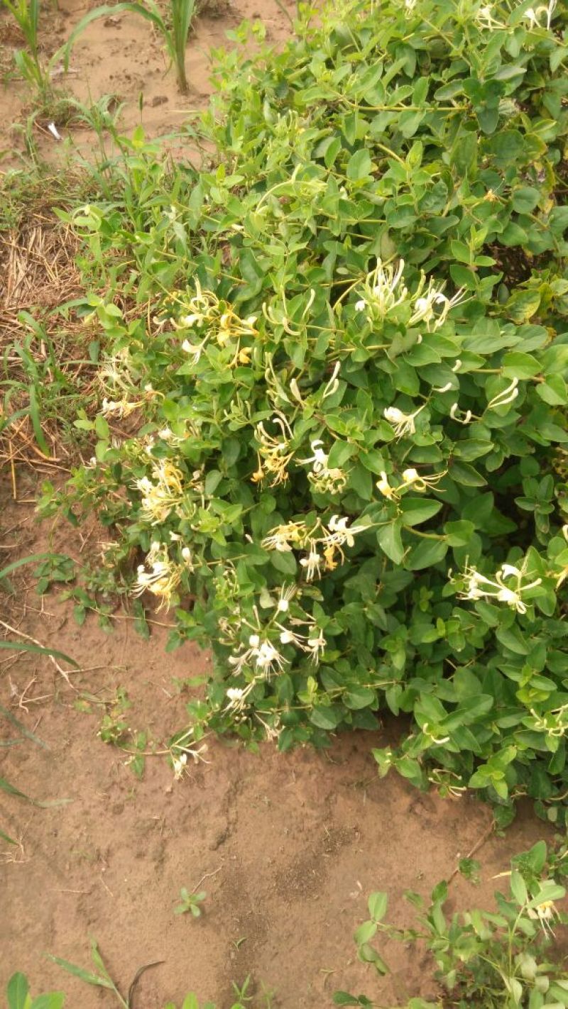 金银花树苗