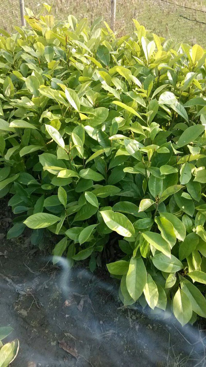 楠木苗香楠苗火力楠木杯苗