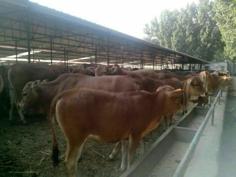 利木赞牛犊100~200kg