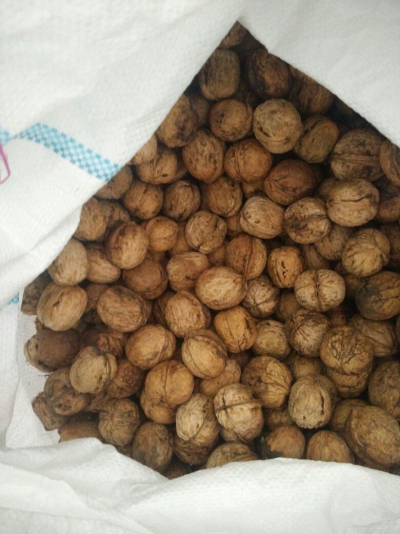 薄皮核桃40mm以上青皮