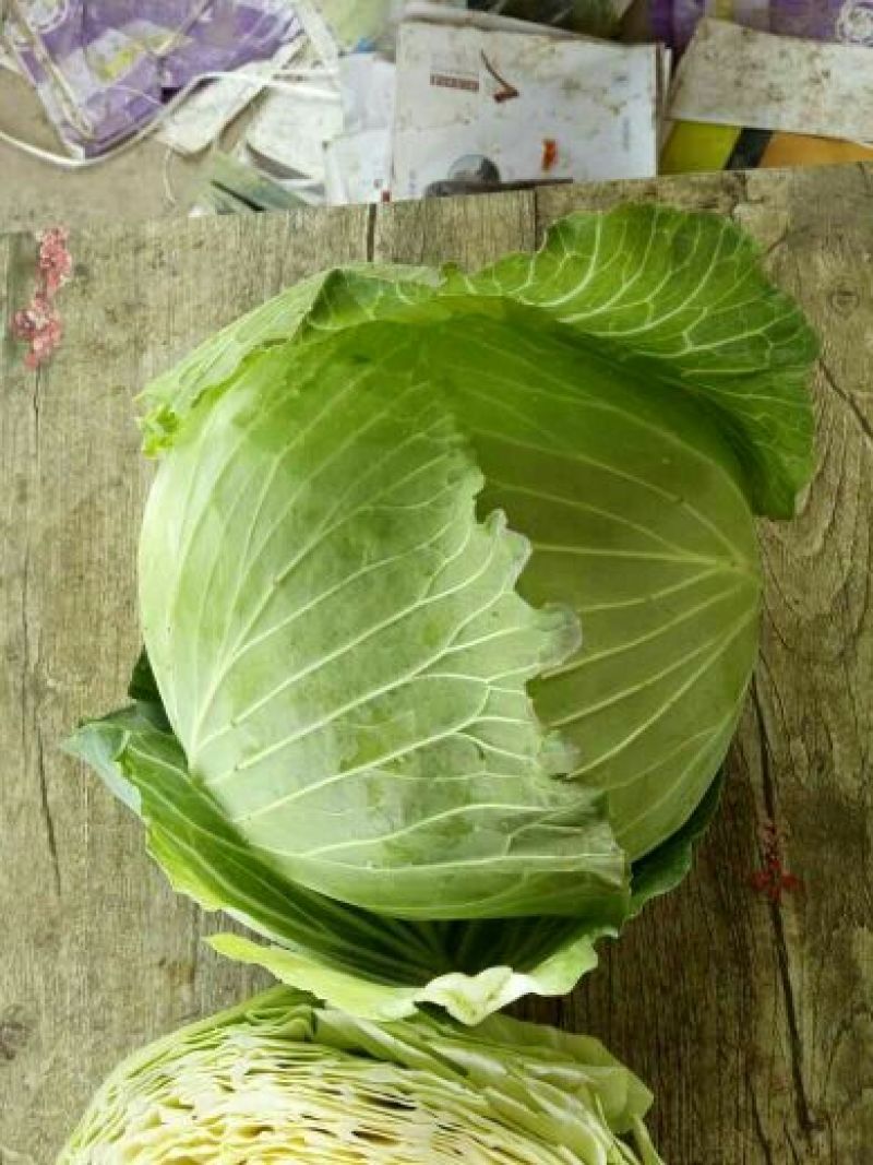 湖北精品圆包菜2~3公斤，欢迎全国采购商来电