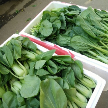 蔬菜