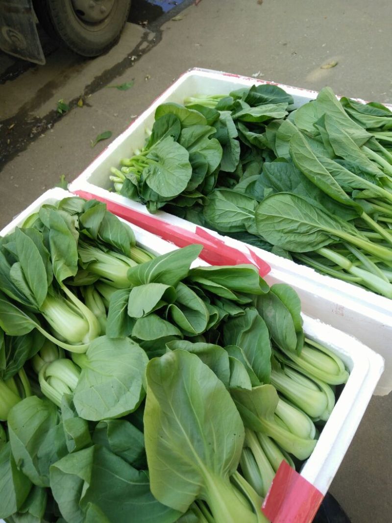 蔬菜