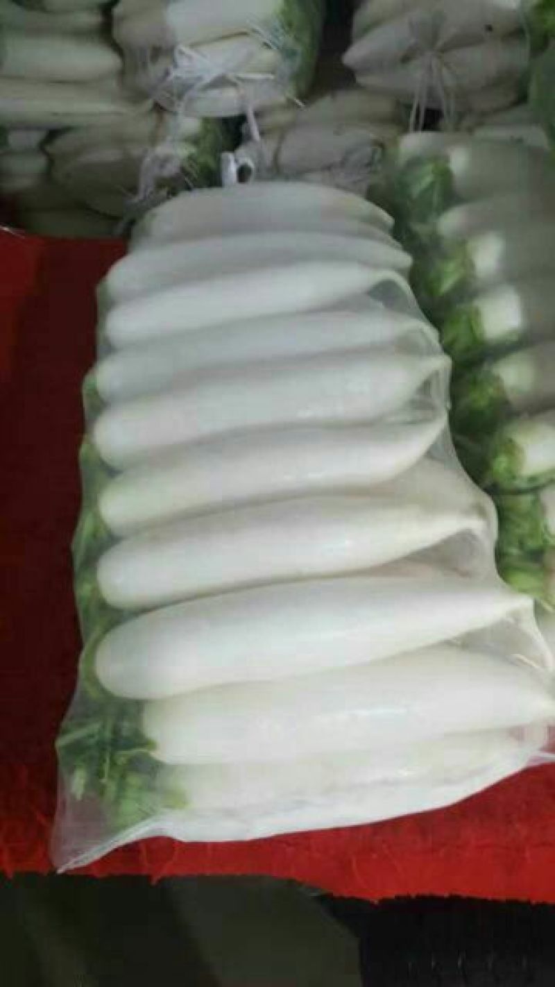萝卜1.5~2斤起，**的精品