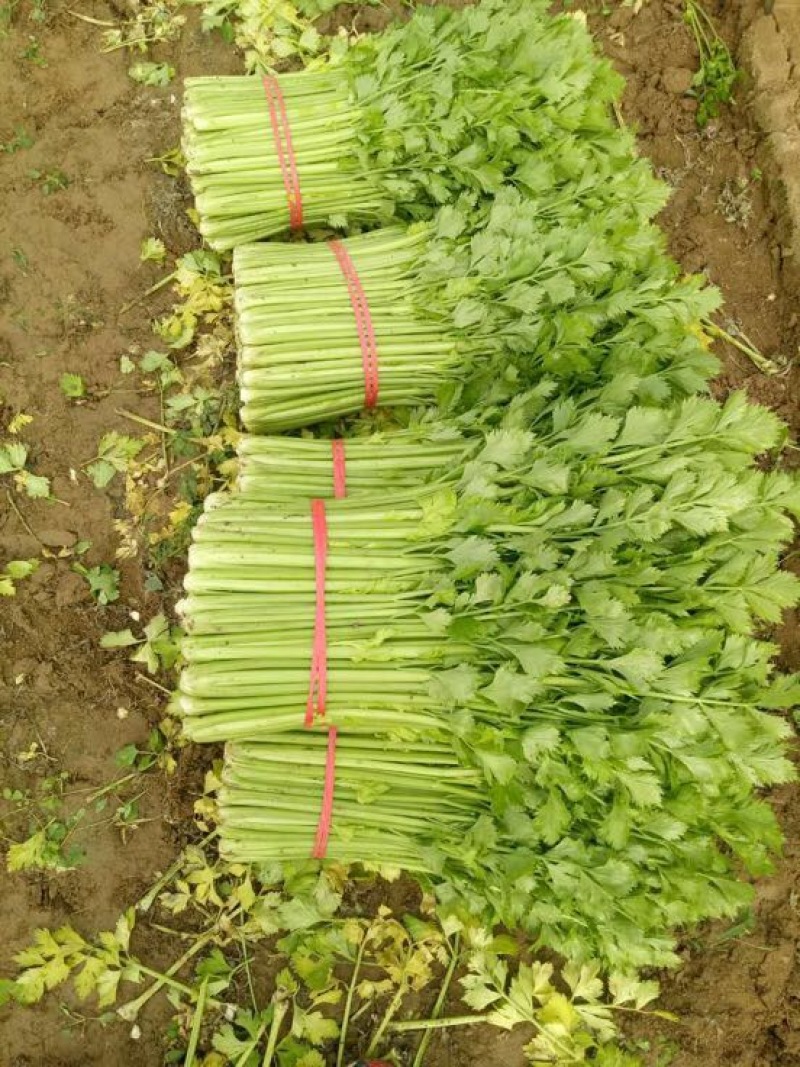 法国皇后芹菜