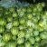 大棚直播双星西瓜，京欣西瓜大量供8斤打底9成熟1茬