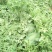龙卷风西瓜10斤打底9成熟1茬