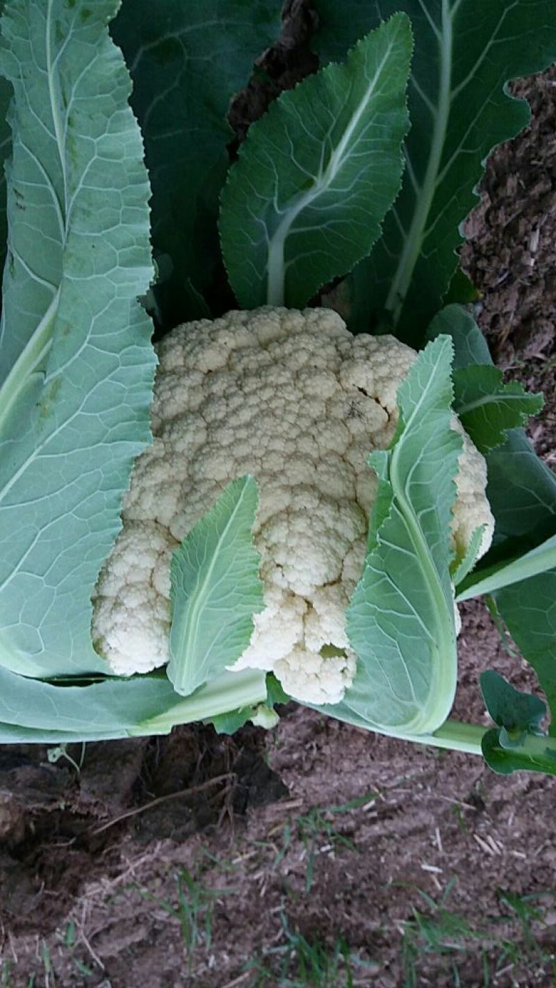 白花菜散装