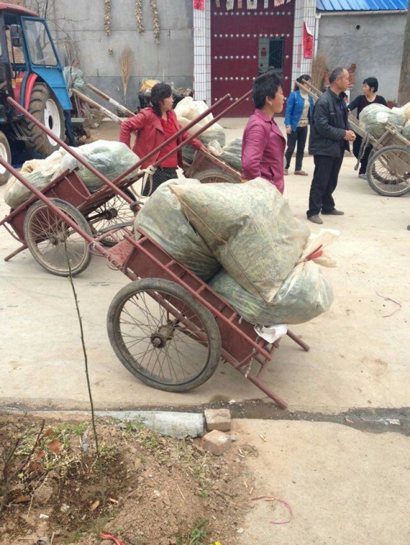 秦薯5号红薯苗15~25cm