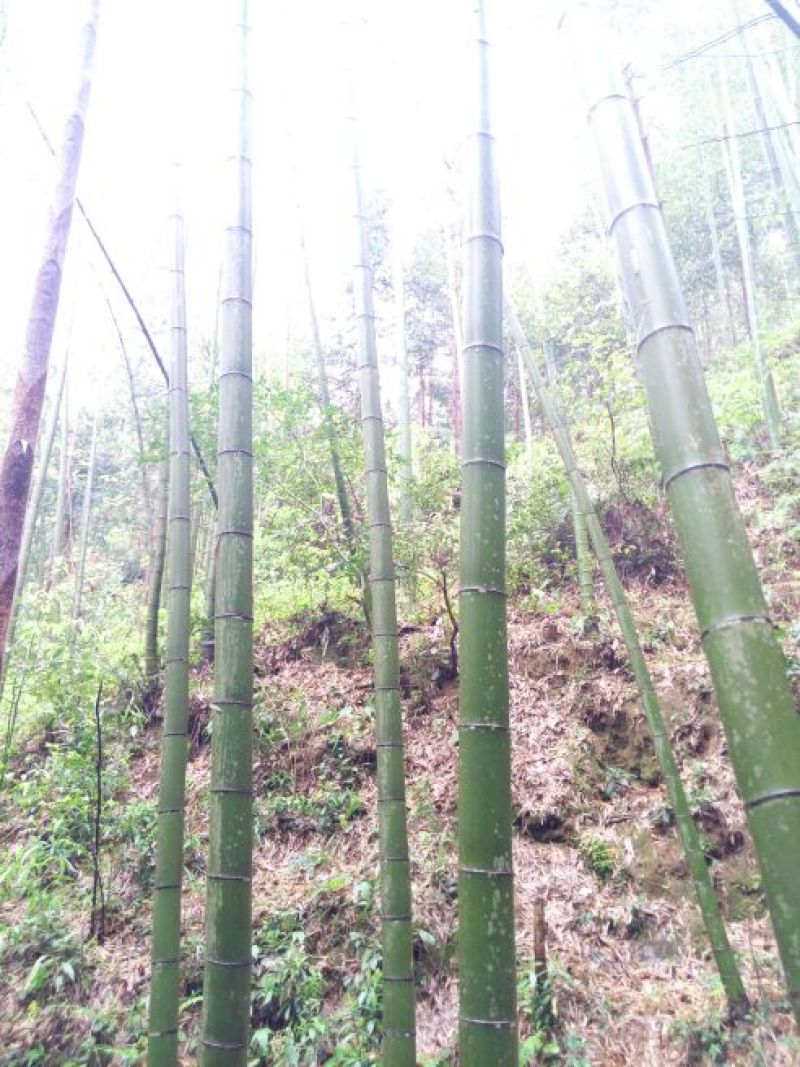 竹子10~11m