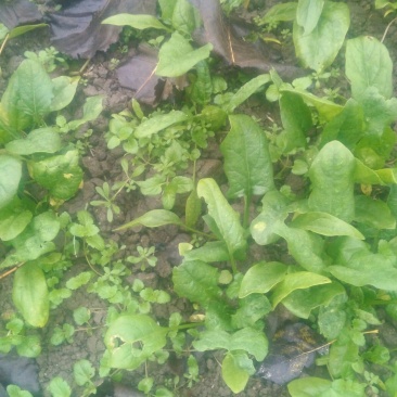 小叶菠菜10~15厘米