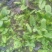 小叶菠菜10~15厘米