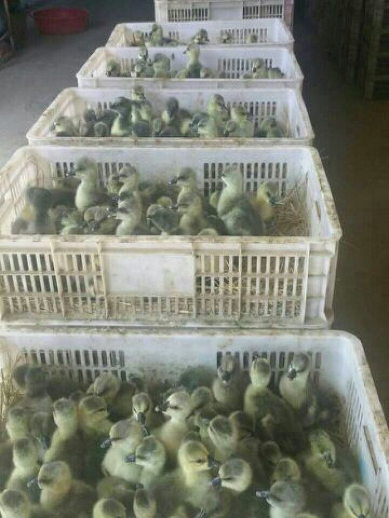 狮头鹅苗