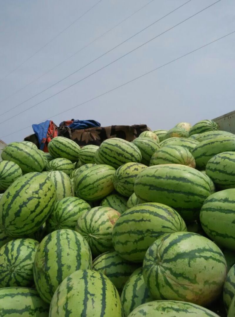 忻州金城五号，西瓜大量上市
