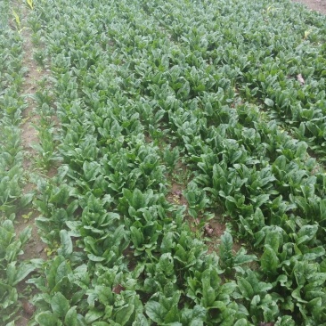 大叶菠菜25~30厘米