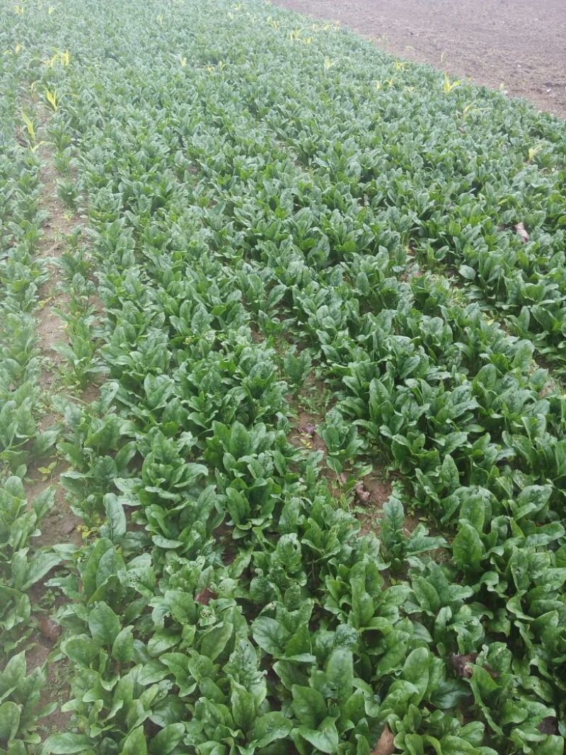 大叶菠菜25~30厘米