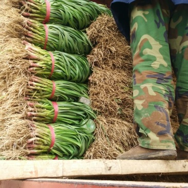 红根蒜苗40cm以下