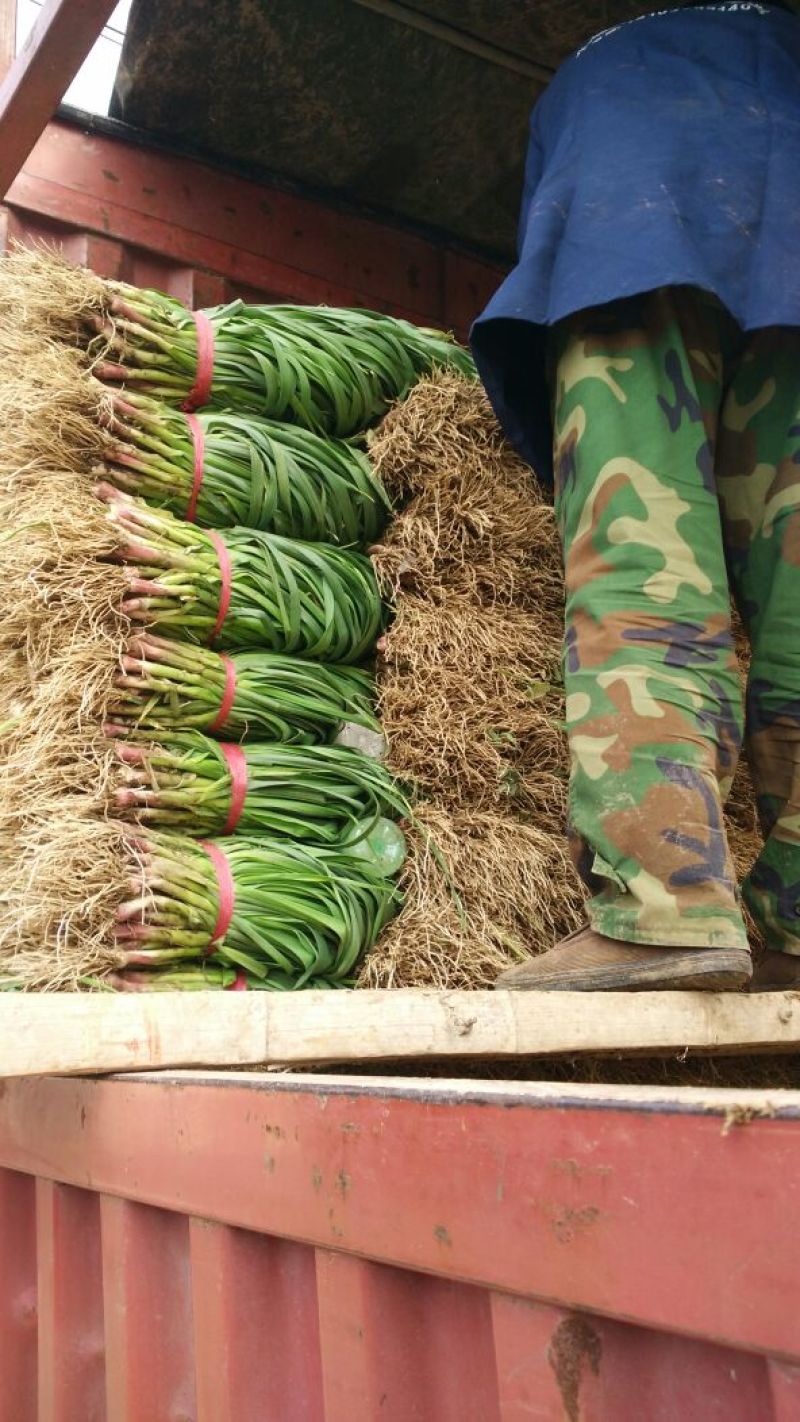 红根蒜苗40cm以下