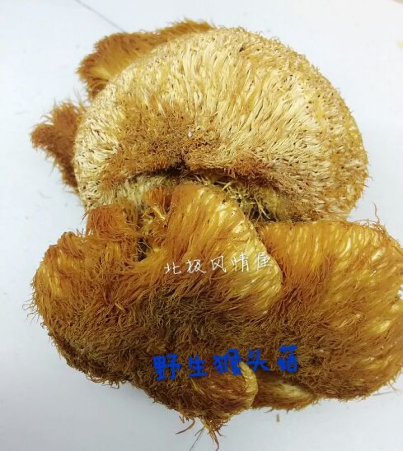 猴头菇