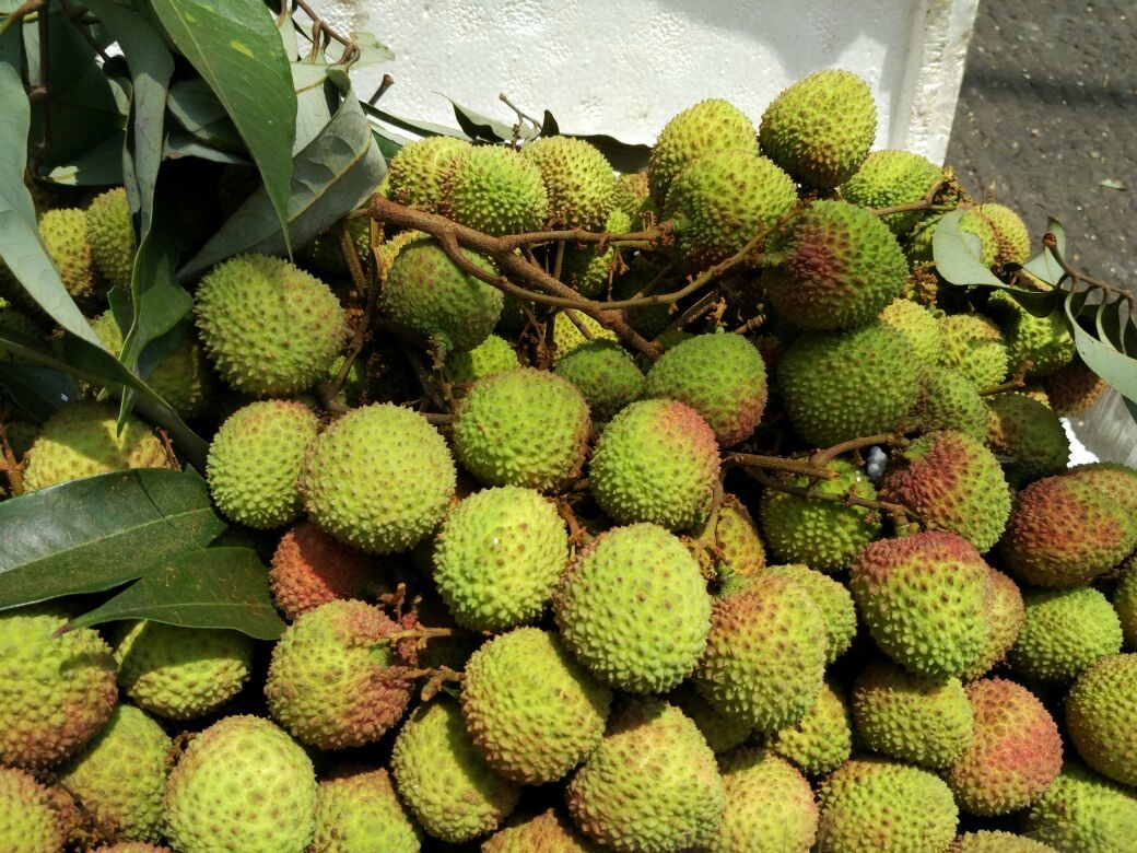 妃子笑海南海口市琼山区_批发_供应-一亩田农