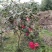 茶花球100~140cm