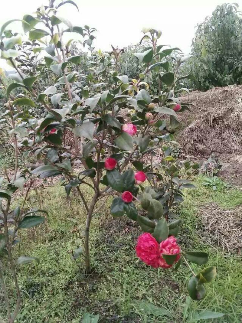 茶花球100~140cm
