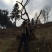 高山杜鹃